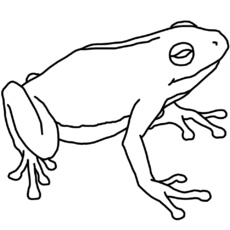 frosch.jpg